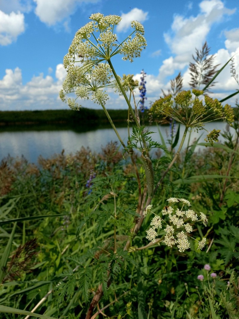 Conioselinum tataricum photo 3