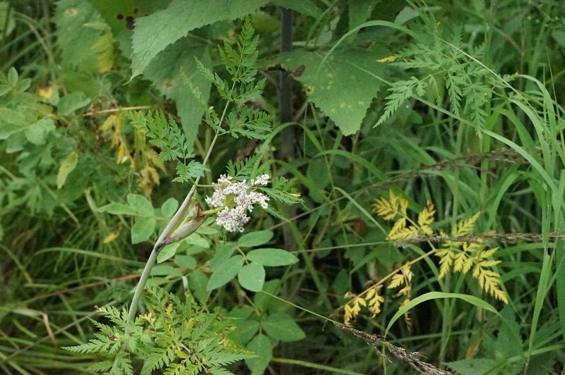 Conioselinum tataricum photo 4