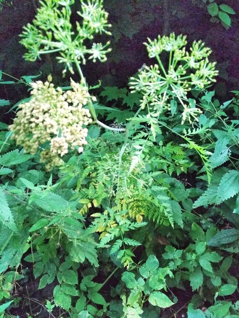 Conioselinum tataricum photo 5