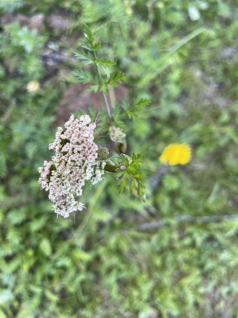Conioselinum tataricum photo 6