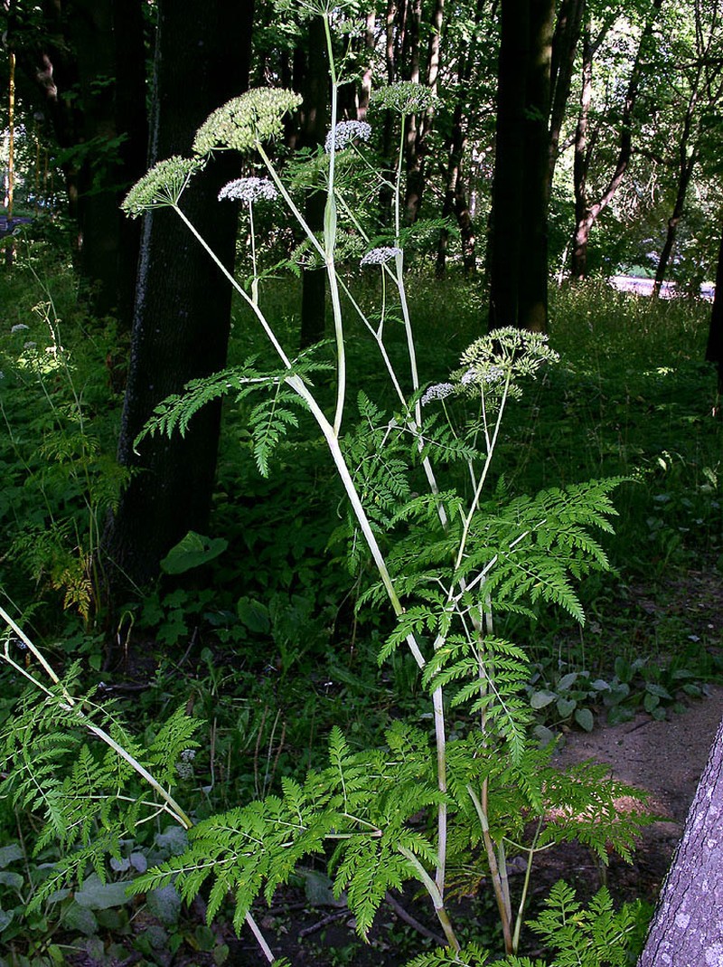 Conioselinum tataricum photo 7