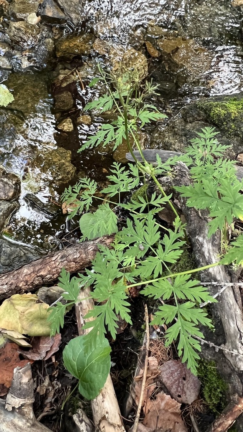 Conioselinum tataricum photo 8