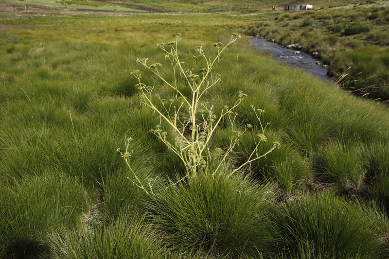 Conium fontanum var. fontanum