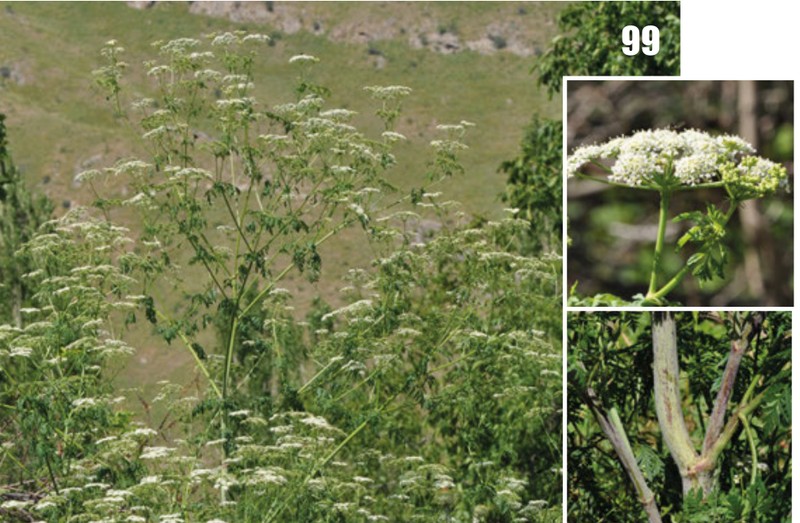Poison Hemlock photo 2