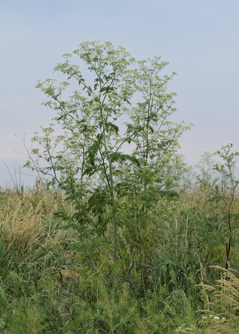 Poison Hemlock photo 4
