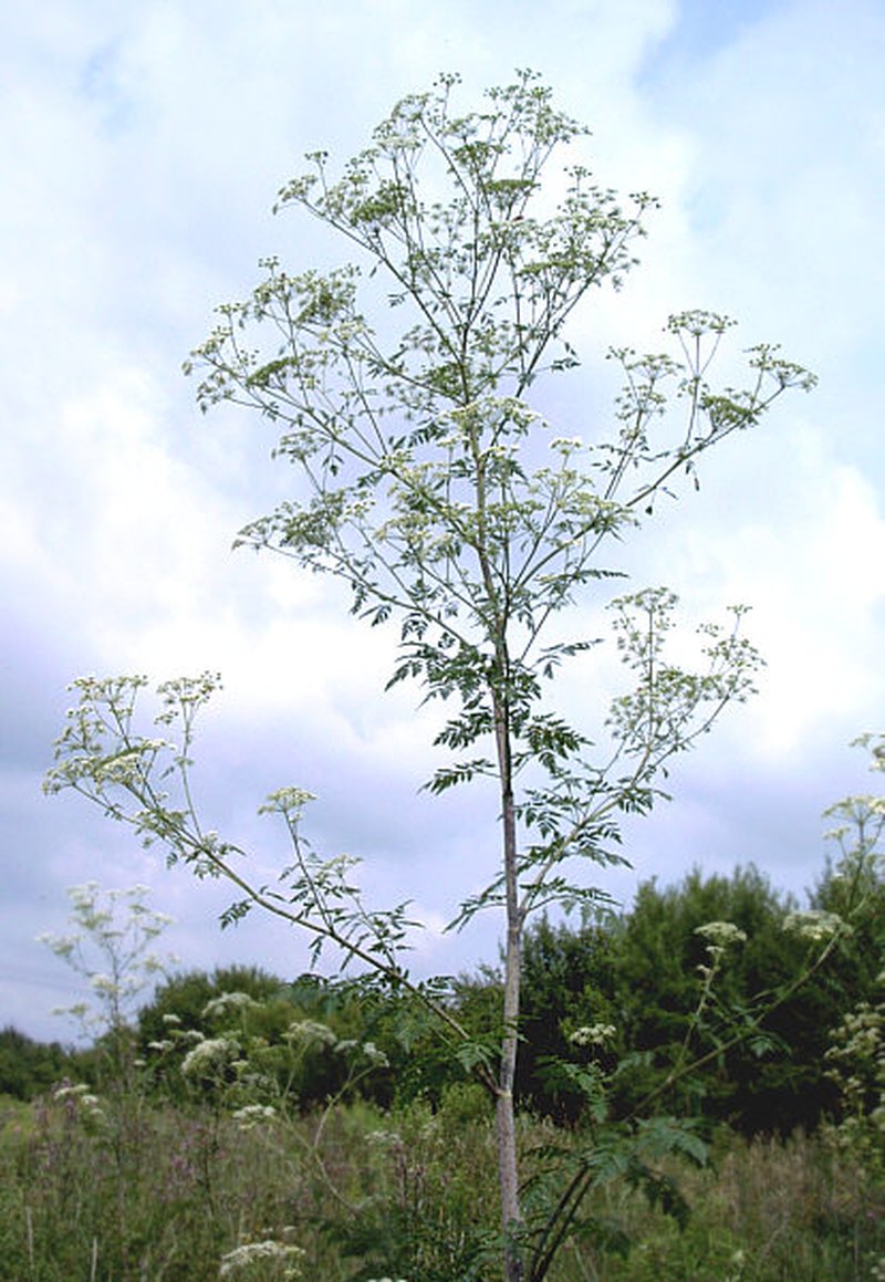 Poison Hemlock photo 5