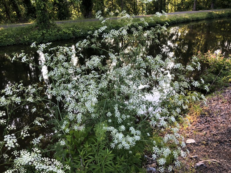 Poison Hemlock photo 6