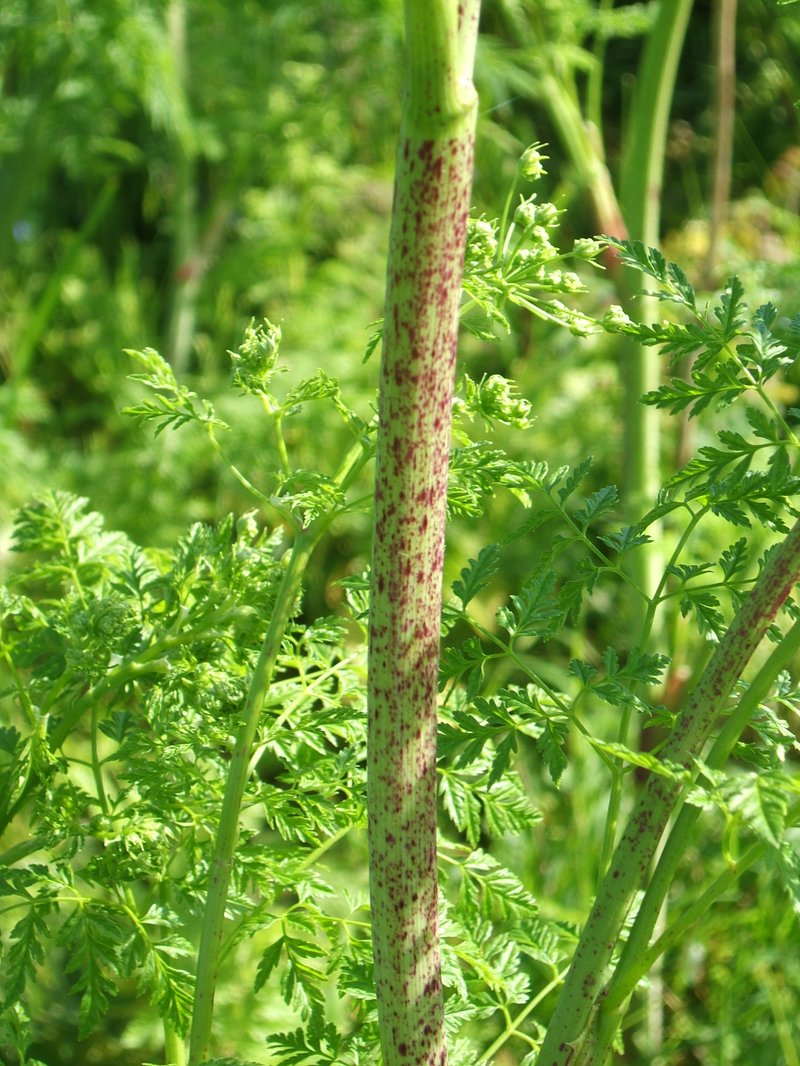 Poison Hemlock photo 7