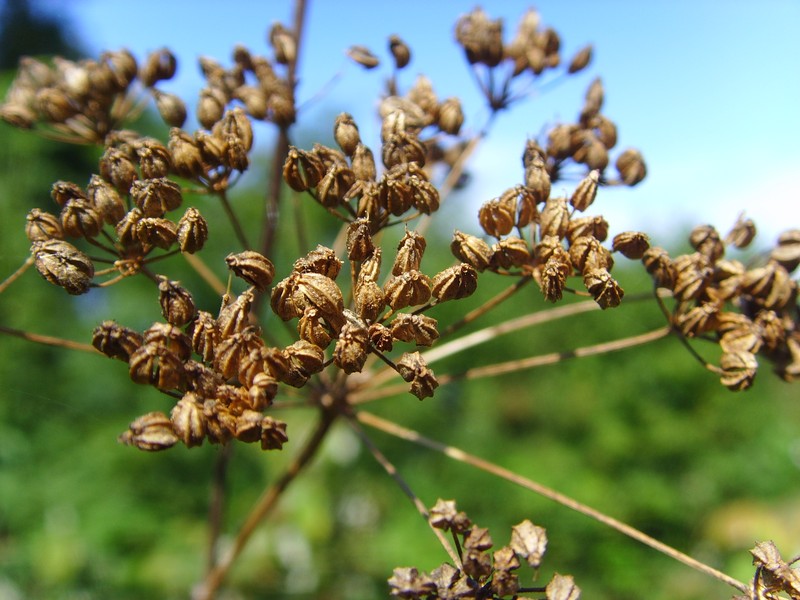 Poison Hemlock photo 8