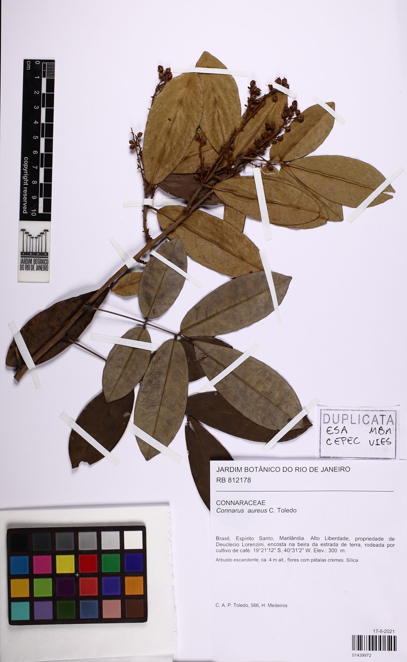 Connarus aureus