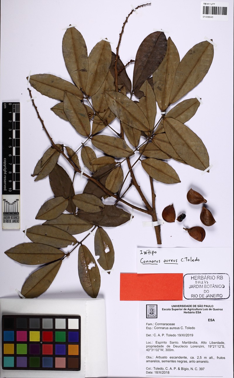 Connarus aureus photo 2