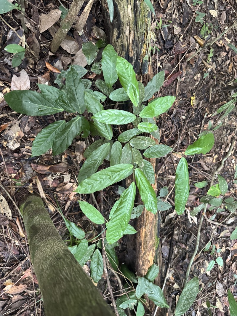 Connarus conchocarpus subsp. conchocarpus photo 2