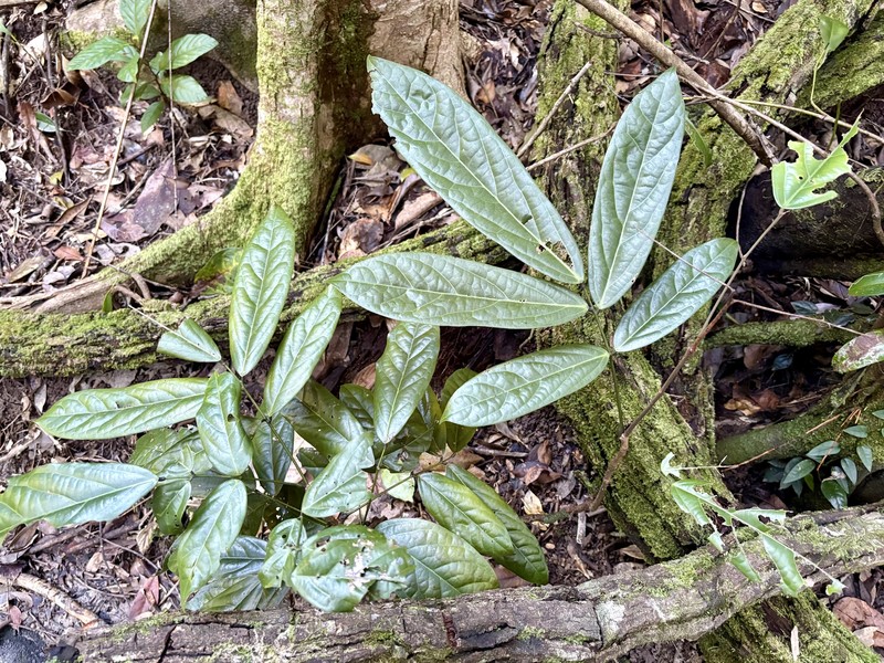 Connarus conchocarpus subsp. conchocarpus photo 3