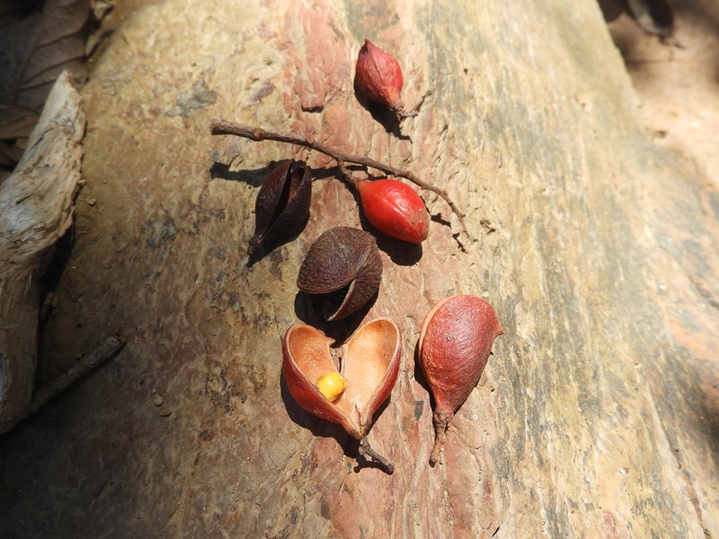 Connarus conchocarpus subsp. conchocarpus photo 5
