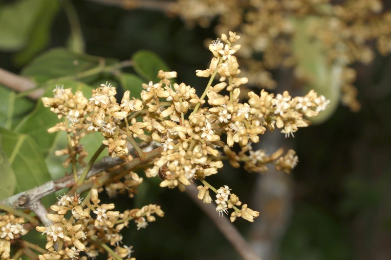 Connarus conchocarpus subsp. conchocarpus