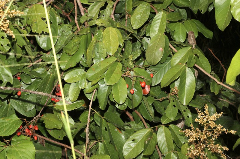 Connarus conchocarpus subsp. conchocarpus photo 6