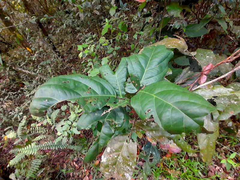 Connarus conchocarpus subsp. conchocarpus photo 7