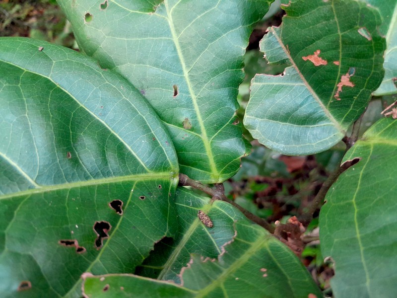 Connarus conchocarpus subsp. conchocarpus photo 8