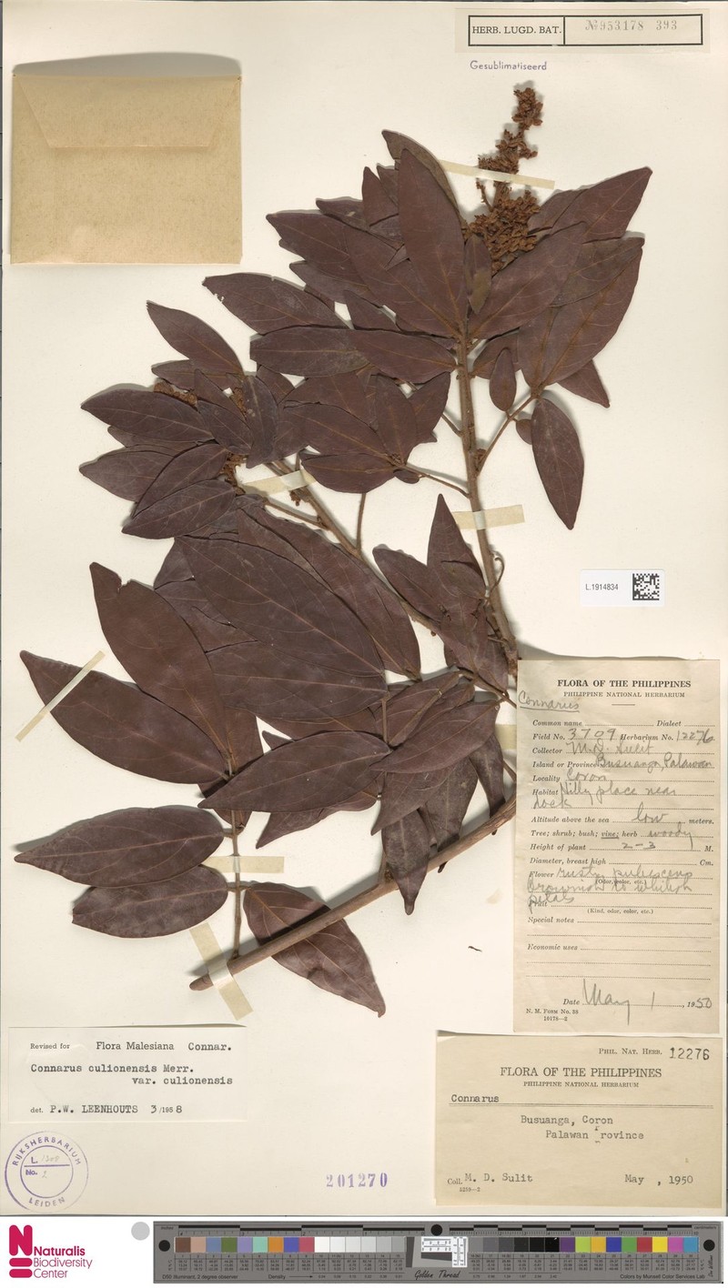 Connarus culionensis var. culionensis