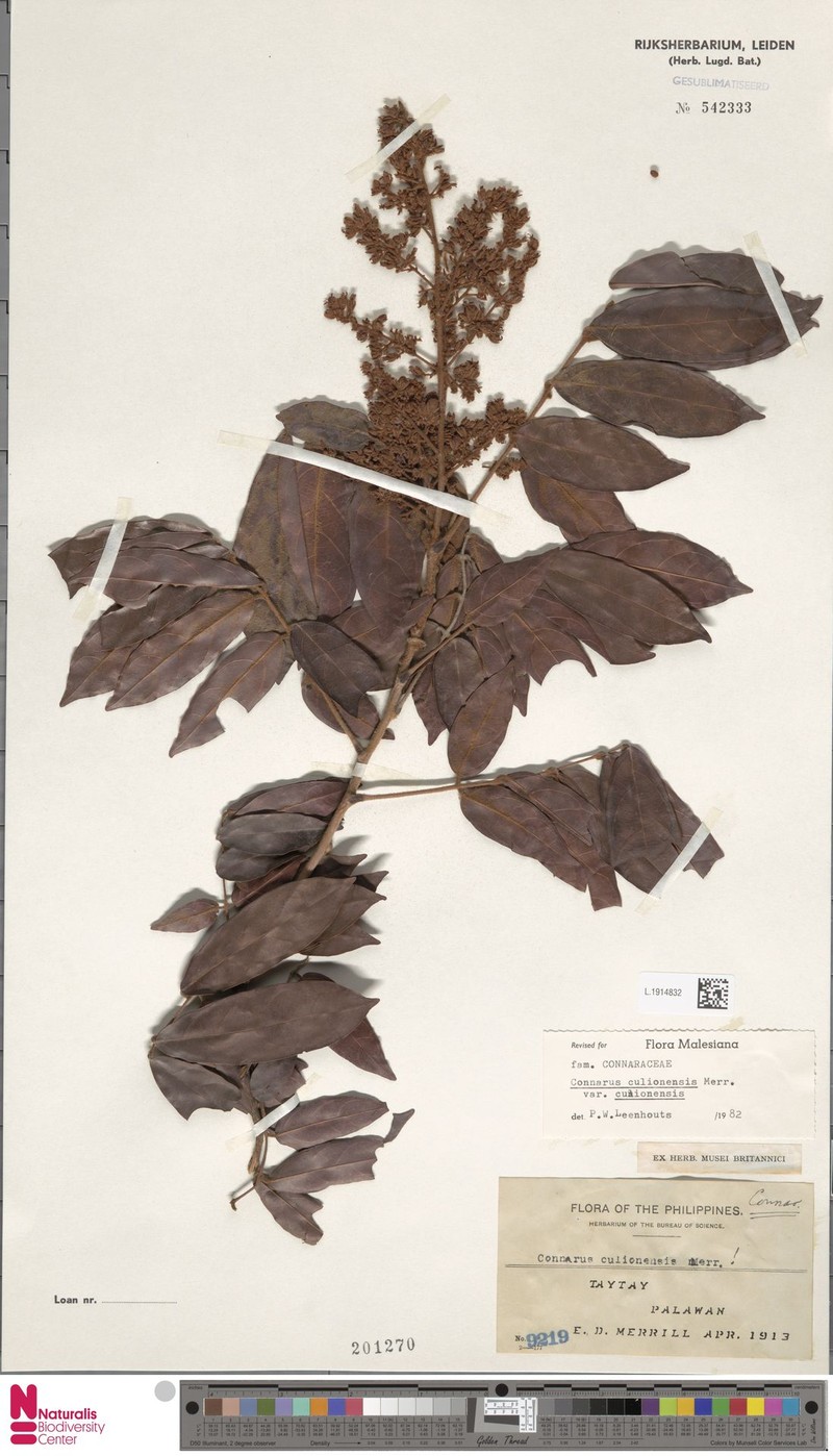 Connarus culionensis var. culionensis photo 2