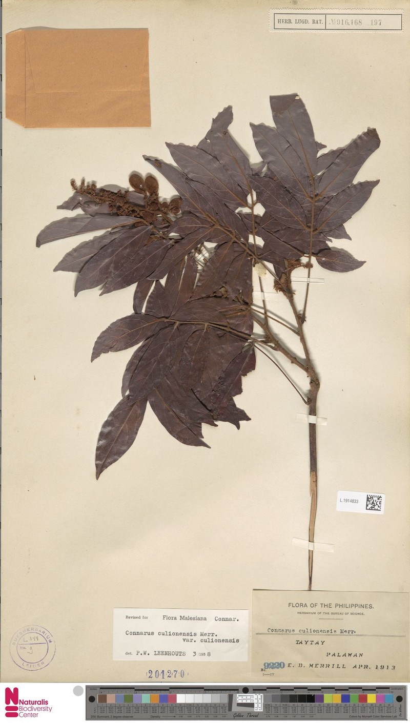 Connarus culionensis var. culionensis photo 3