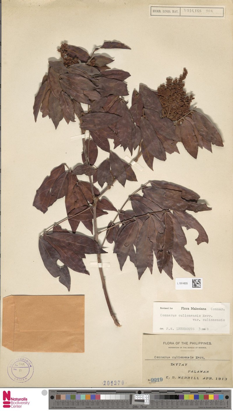 Connarus culionensis var. culionensis photo 4