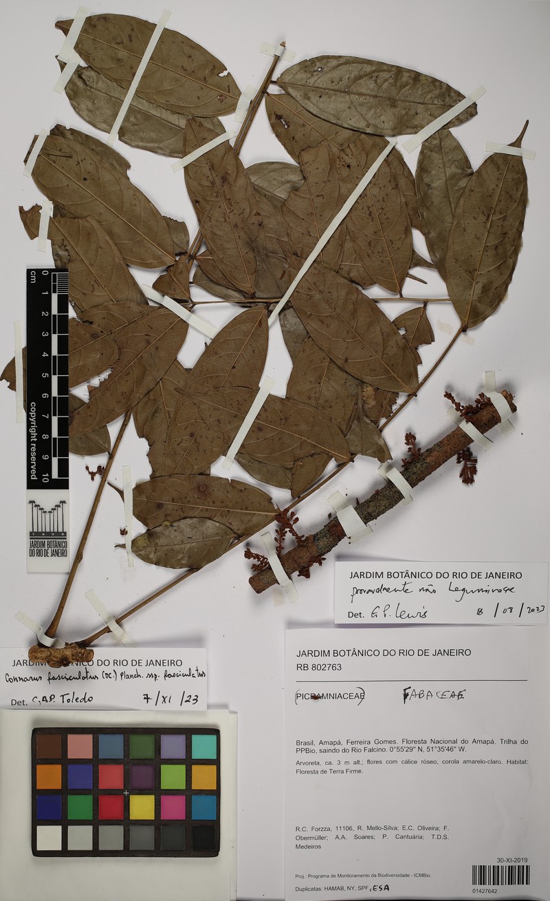 Connarus fasciculatus subsp. fasciculatus