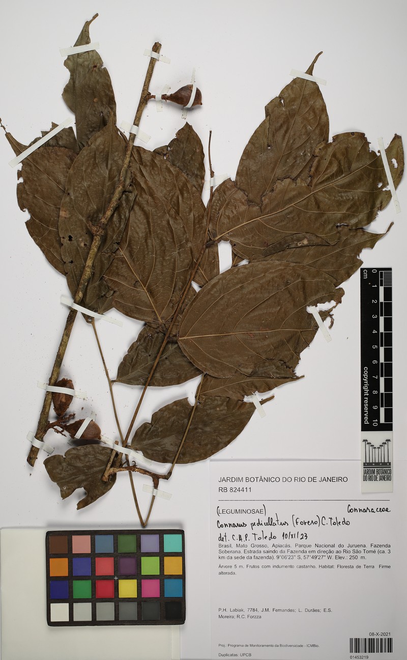 Connarus pedicellatus