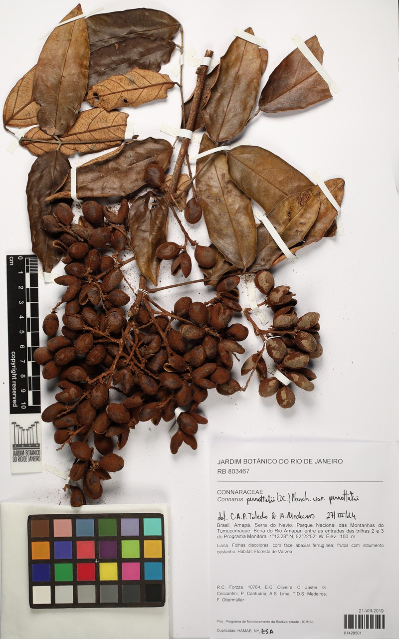 Connarus perrottetii var. perrottetii