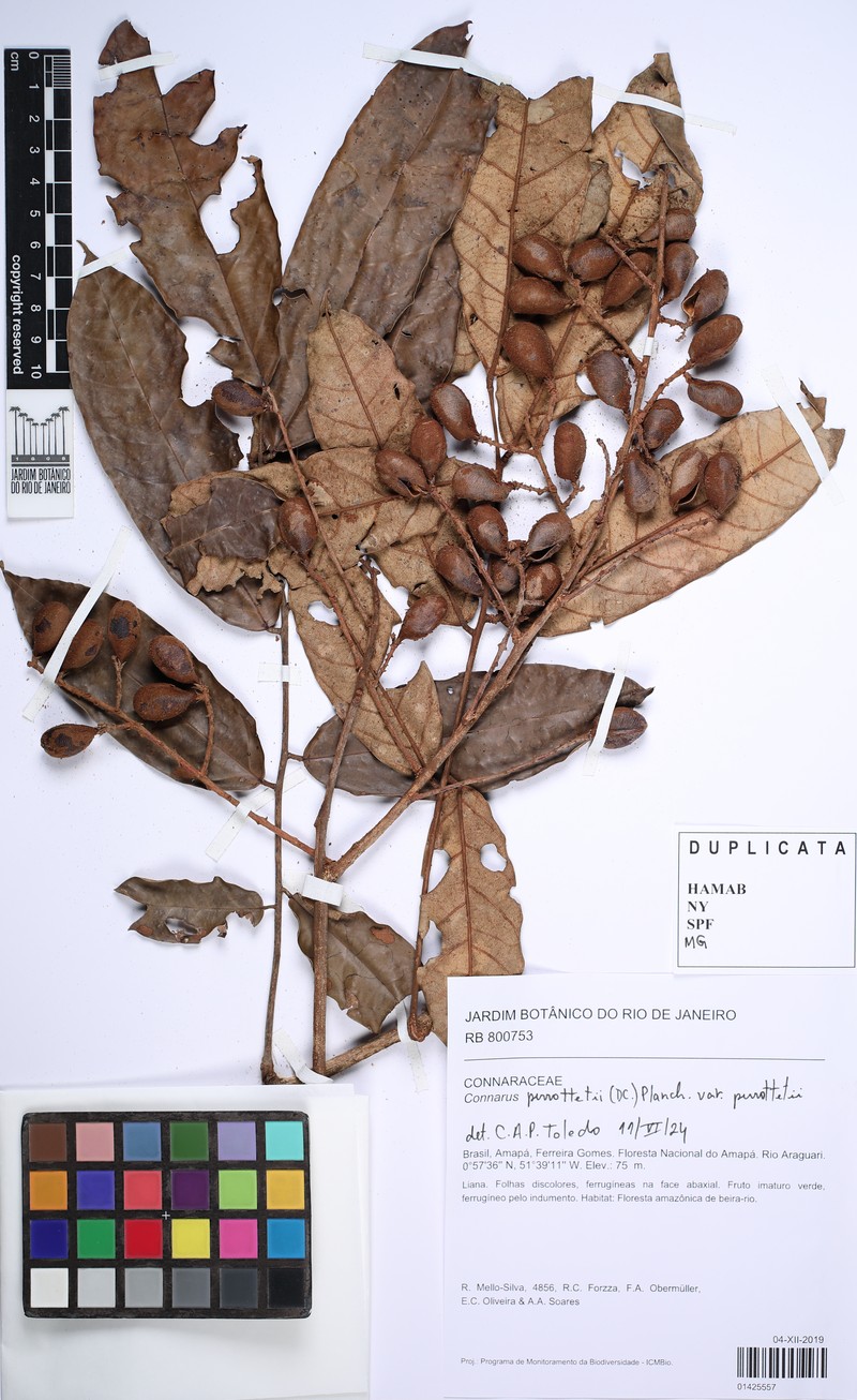 Connarus perrottetii var. perrottetii photo 2