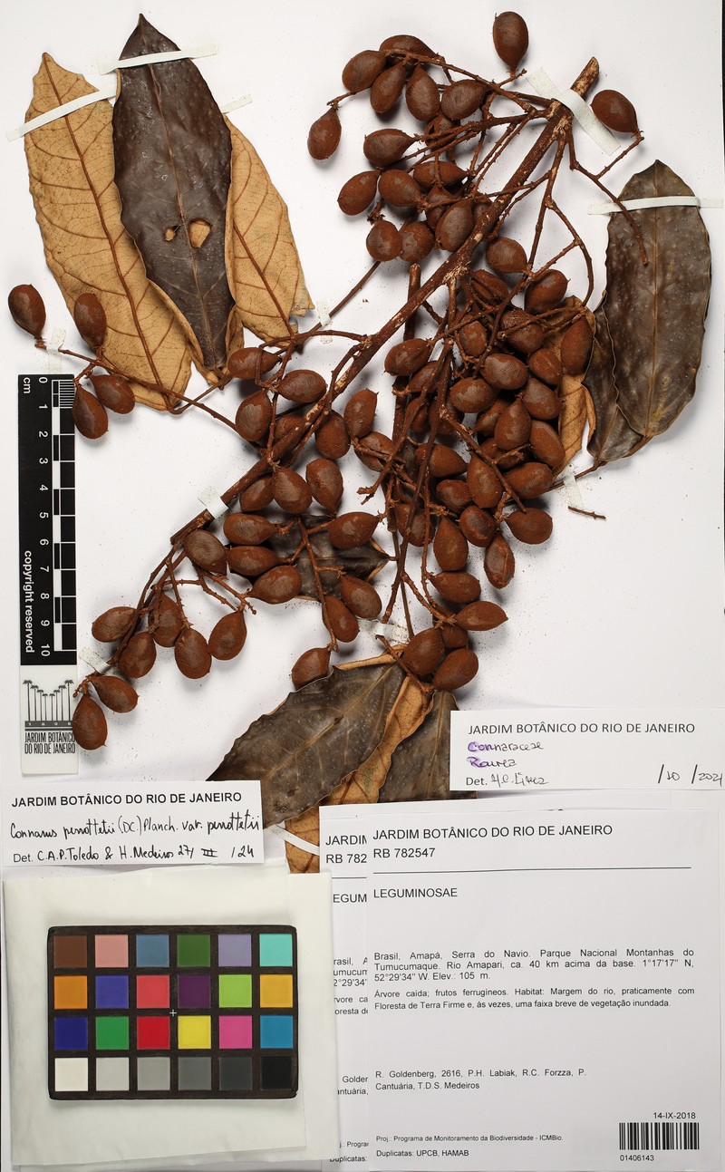 Connarus perrottetii var. perrottetii photo 3