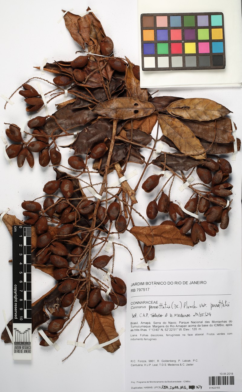 Connarus perrottetii var. perrottetii photo 4