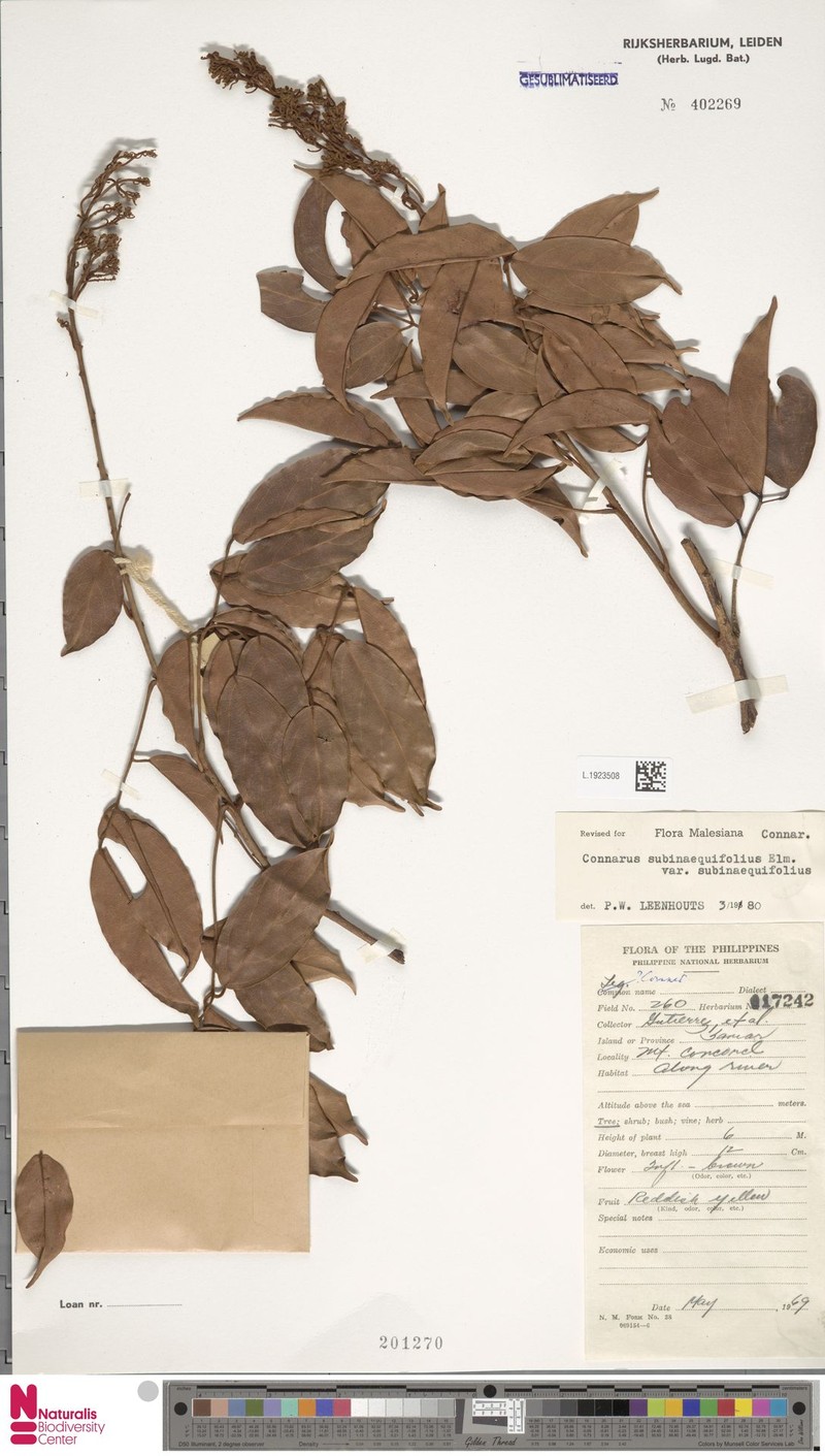 Connarus subinaequifolius var. subinaequifolius