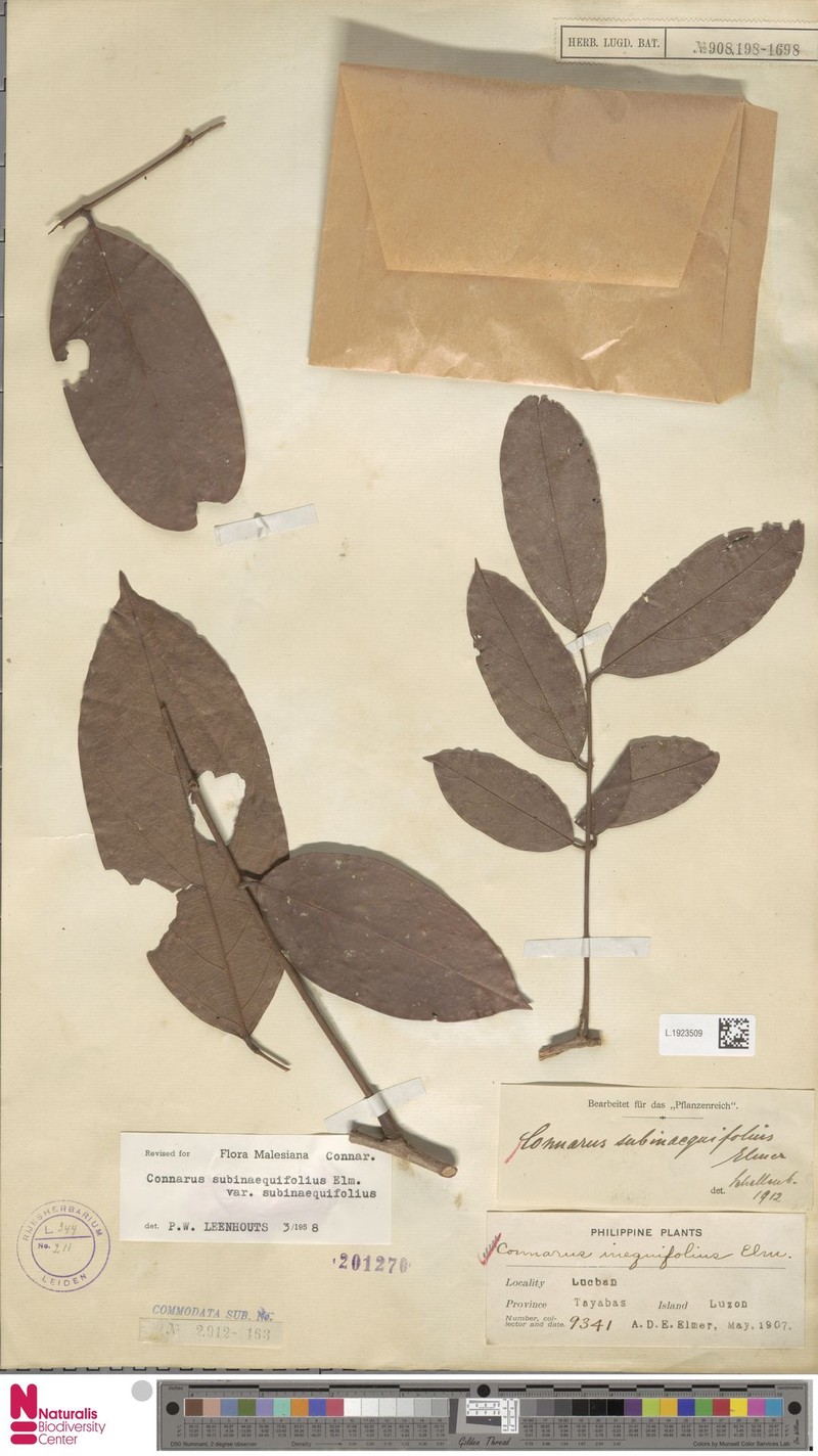 Connarus subinaequifolius var. subinaequifolius photo 2