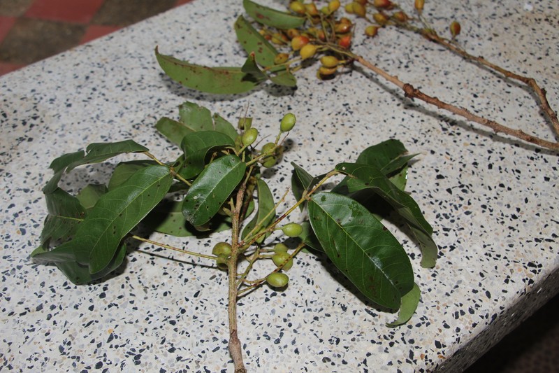 Connarus venezuelanus var. venezuelanus
