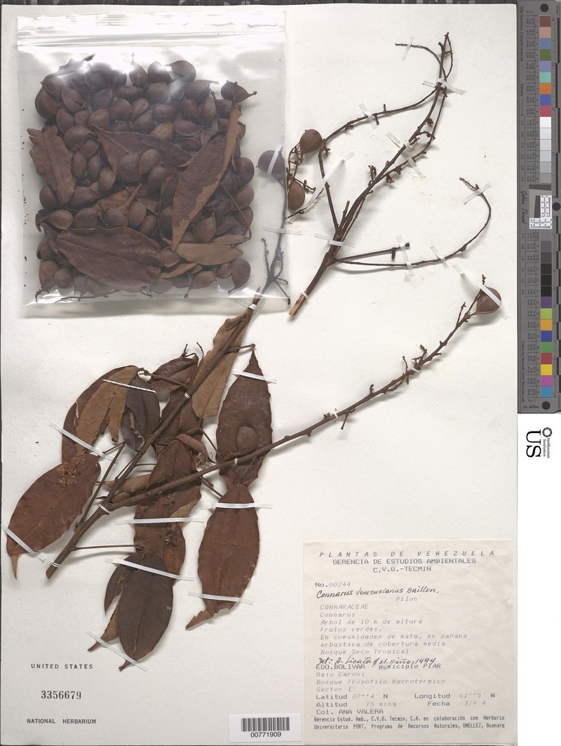 Connarus venezuelanus var. venezuelanus photo 2