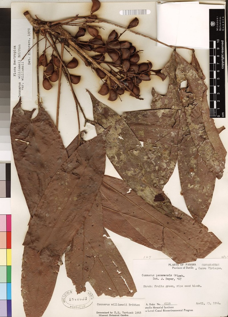 Connarus williamsii var. williamsii
