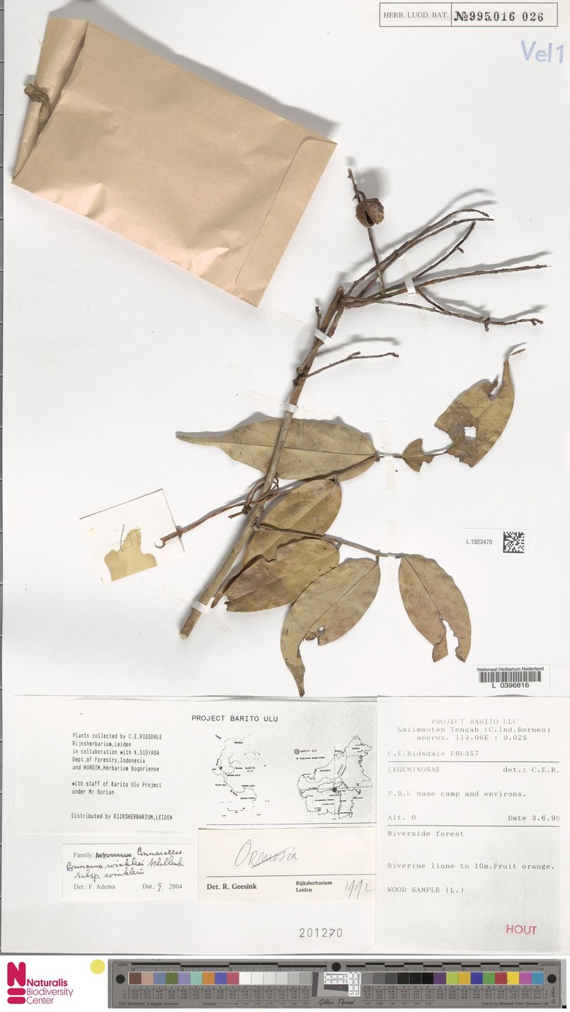 Connarus winkleri subsp. winkleri