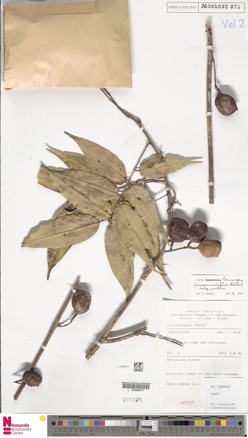 Connarus winkleri subsp. winkleri photo 2