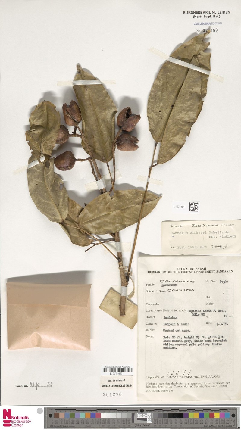 Connarus winkleri subsp. winkleri photo 3