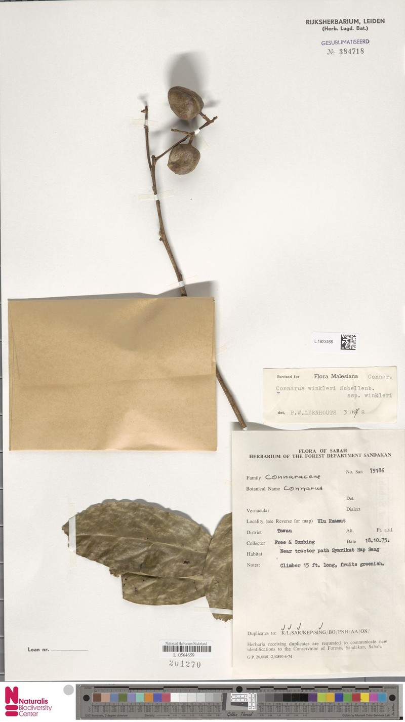 Connarus winkleri subsp. winkleri photo 4