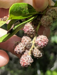 Button Mangrove
