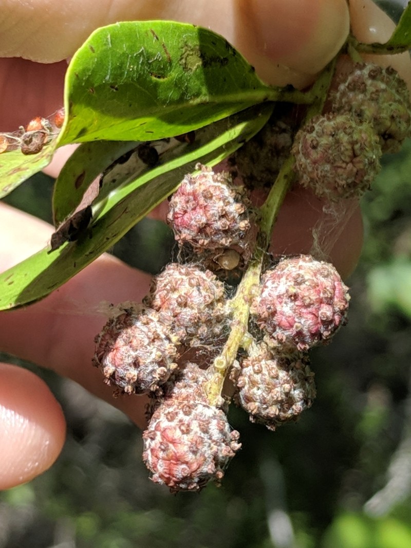 Button Mangrove