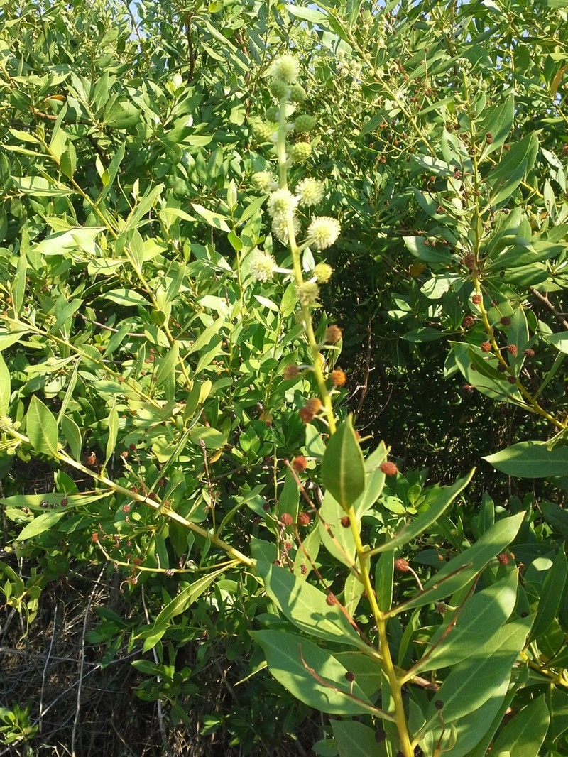 Button Mangrove photo 2