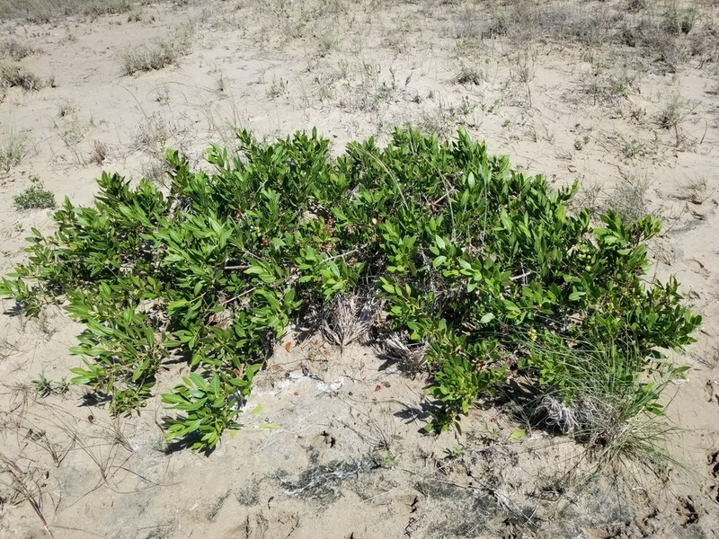 Button Mangrove photo 3
