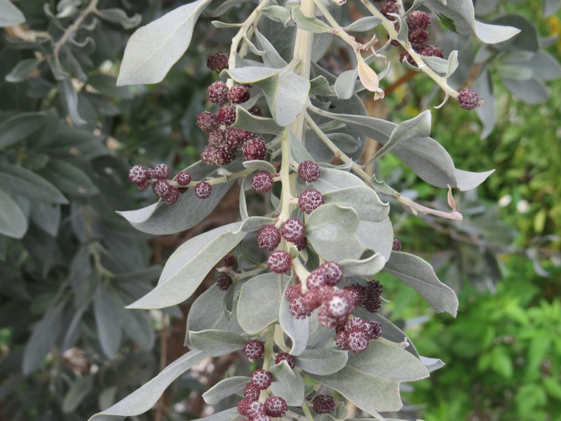 Button Mangrove photo 5
