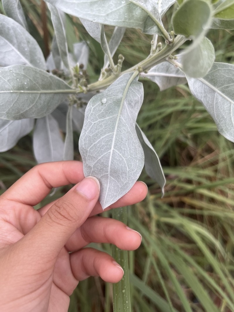 Button Mangrove photo 6
