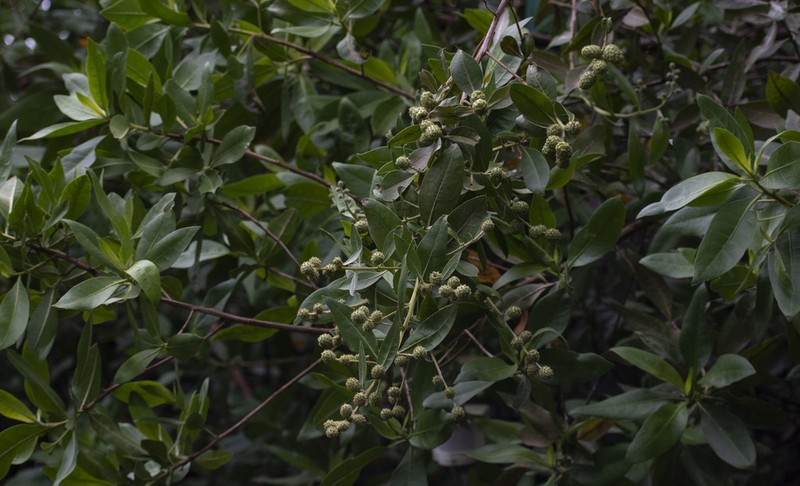 Button Mangrove photo 8