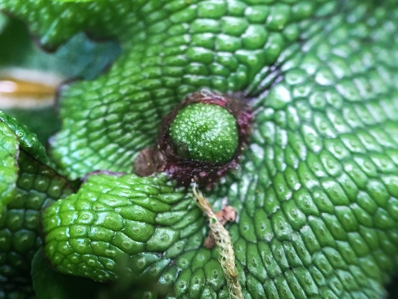 Conocephalum conicum
