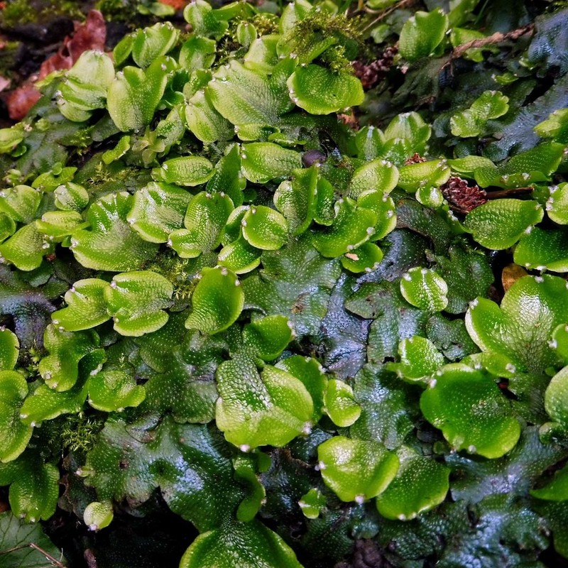 Conocephalum conicum photo 2